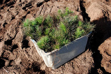 pine seedlings