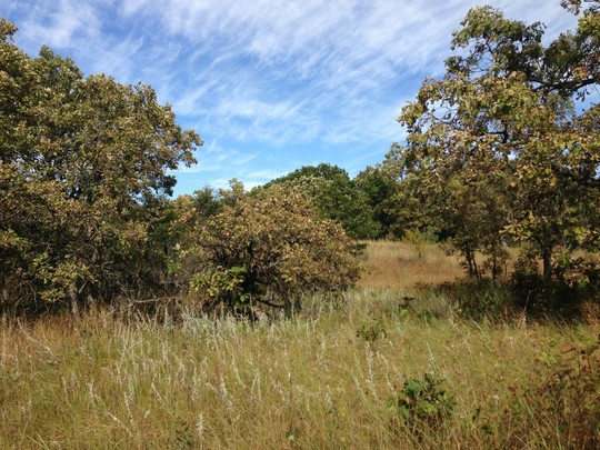 Trees in a grassland