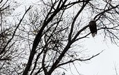 Bald eagle in tree