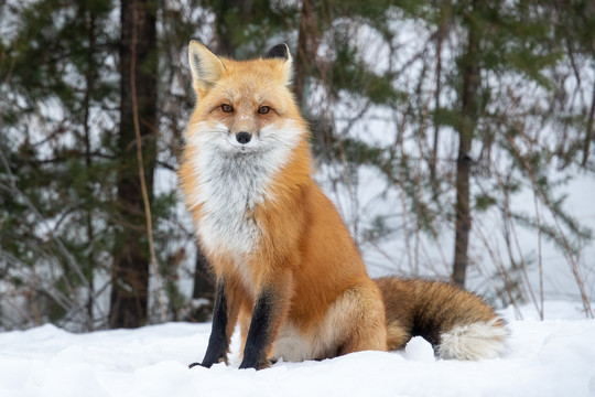 fox in winter