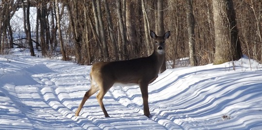 Deer crossing groomed trail