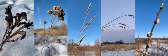 Several Prairie Plants in winter
