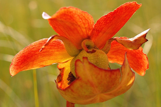 Orange flower from pitcher plant