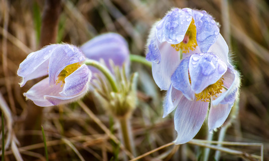 Pasqueflowers with water drops