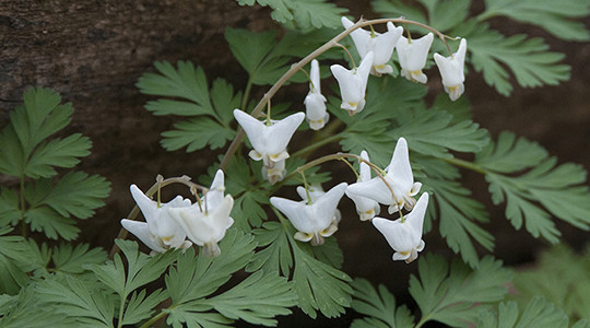 Dutchman's breeches flowers with leafy background