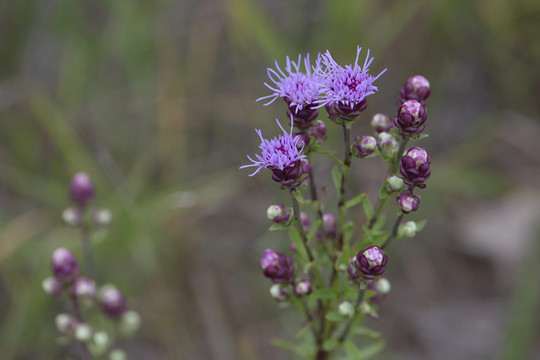 Northern plains blazing star, a lilac flower with small petals