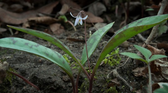Very small white flower, the endangered dwarf trout lily