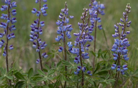 Small purple flowers in a raceme with green background, wild lupine flower.