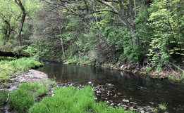 trout stream scene