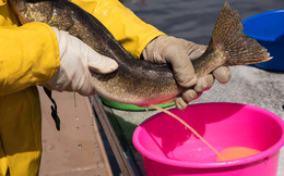 taking eggs from a walleye by squeezing walleye and eggs going into a bowl