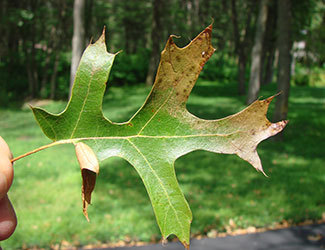 Fallen leaf showing oak wilt symptoms.