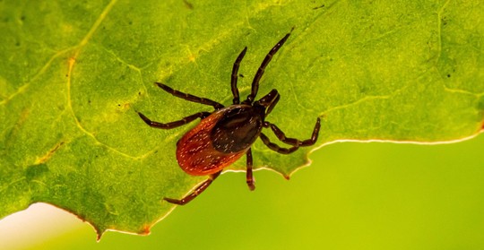A photo of a tick on a leaf