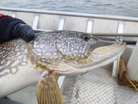a northern pike