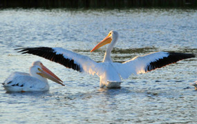 American white pelicans