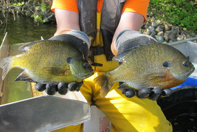 two large sunfish