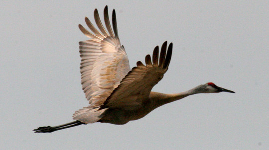 Sandhill crane flying