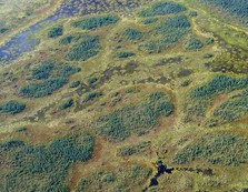 Aerial peatland patterns at Red Lake Peatland SNA by Erica Rowe