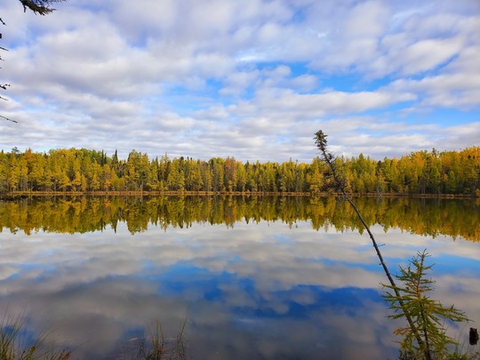 Sky reflected on calm water with tree stand in the background