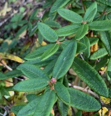 Macro photo of Labrador Tea leaves on plant