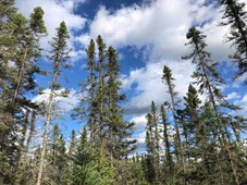 Tamarack trees against blue skies spotted with white clouds
