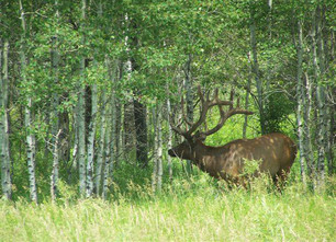 a bull elk in Minnesota