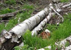 a fawn among birch logs