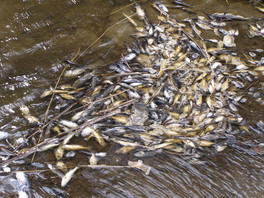 dead fish grouped together as part of a fish die-off