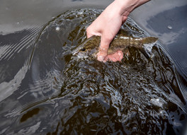 smallmouth bass caught and released from the Mississippi River