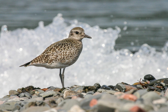 American Golden Plover on the shores of Lake Superior