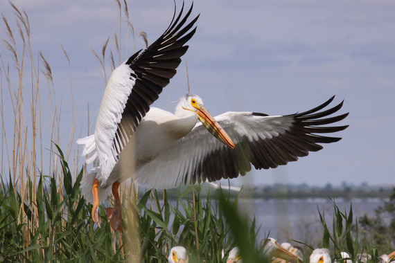 White pelican about to land in marsh lake