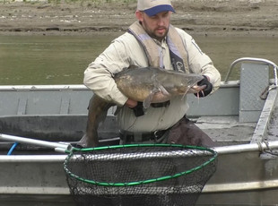 DNR fisheries staff Tony Sindt holding a large flathead catfish in a fisheries boat on the Minnesota River