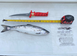 Coho salmon with fillet knife, tape measure, and PredatorPrey data sheet with date and circled fish species , 4-9-21, entrance to Encampment River