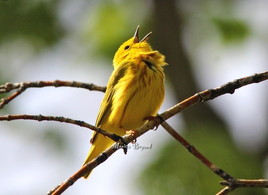 Yellow warbler perched on branch and calling 