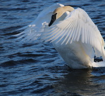 Trumpeter swam with wings folder towards the front of it body, sitting in water