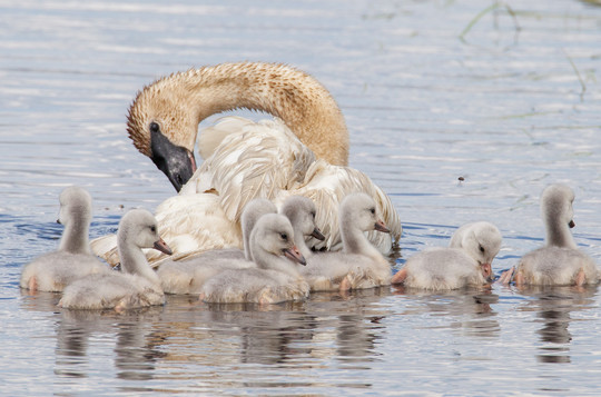 Adult swan with ducklins
