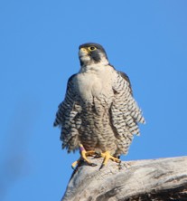 Peregrin falcon perched on thick branch with blue skies in background