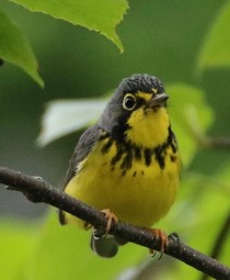 Canada warbler perched on branch