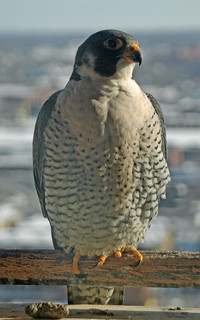 Peregrine falcon looking right perched on building