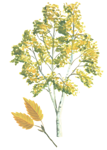 Illustration of paper birch tree and leaf, in yellow and green.