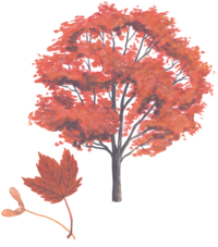 Illustration of red maple tree and its leaf in typical fall colors