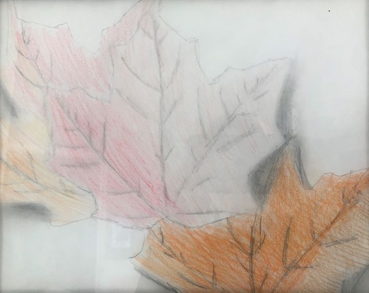 Pencil drawing of a red and brown leaf.