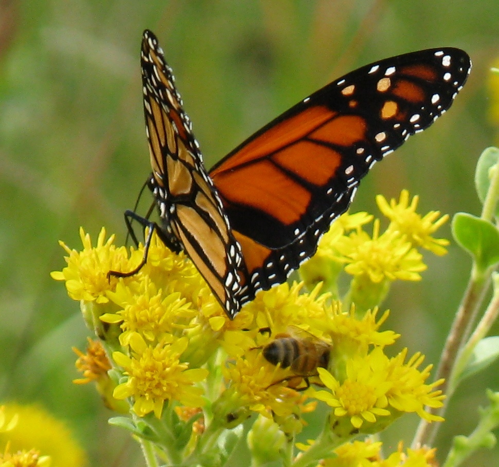 Image of Monarch butterfly and honeybee on flower