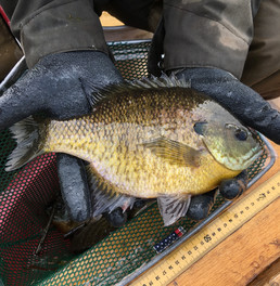 sunfish held by gloved person over a soft net and ruler
