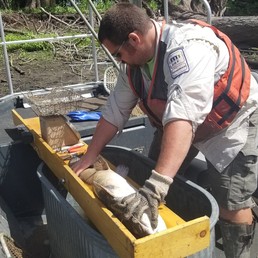 DNR Fisheries staff measuring a flathead catfish on a boat, with fish on a measuring board and boat along shore