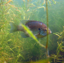 sunfish in aquatic plants, underwater photo