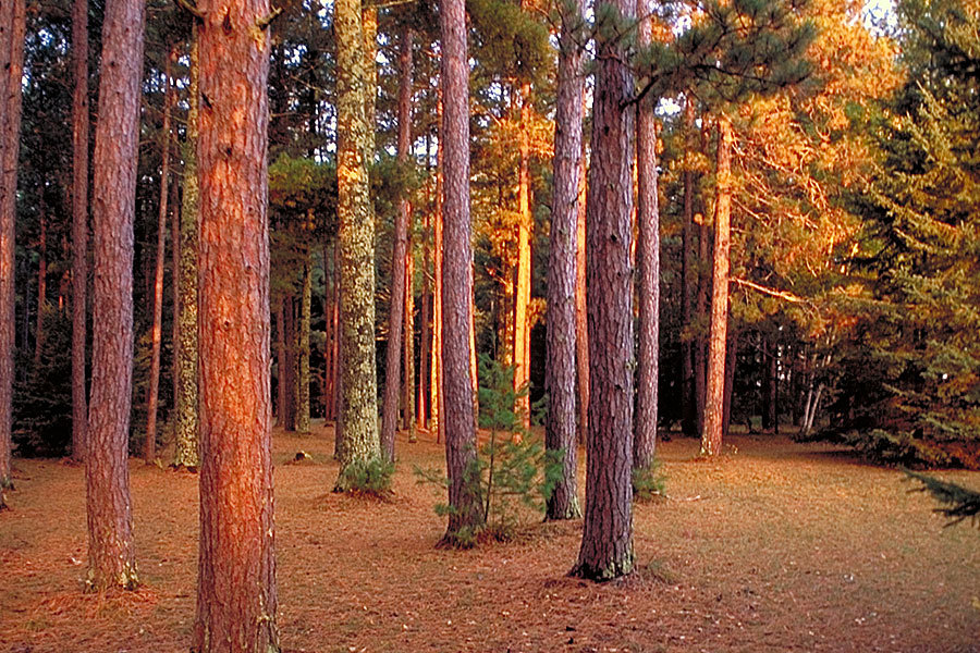 Pine stand, showing bark with orange hues from light.