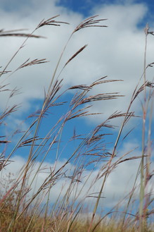 Big blue stem prairie grass in foreground against blue sky.