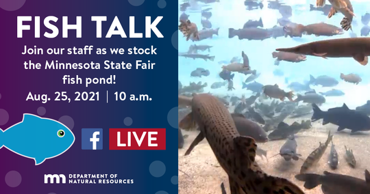 Fish Talk, join our staff as we stock the Minnesota State Fair fish pond! Aug. 25, 10 a.m. fish and live, DNR logo