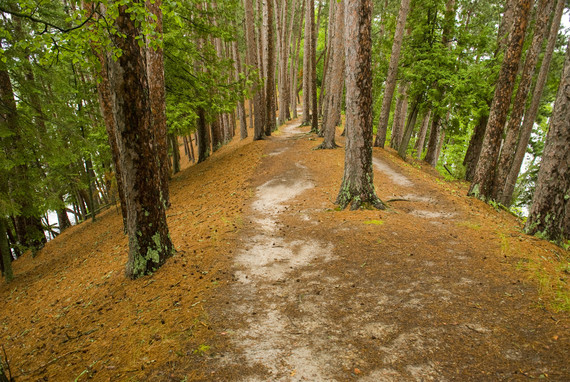 Esker-like trail, covered in red pine and white cedar