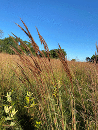 Blue stem grass in the foreground. Prairie and blue skies in the background